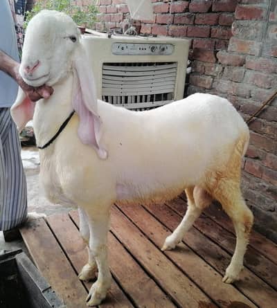 Kajla and desi chatra jori