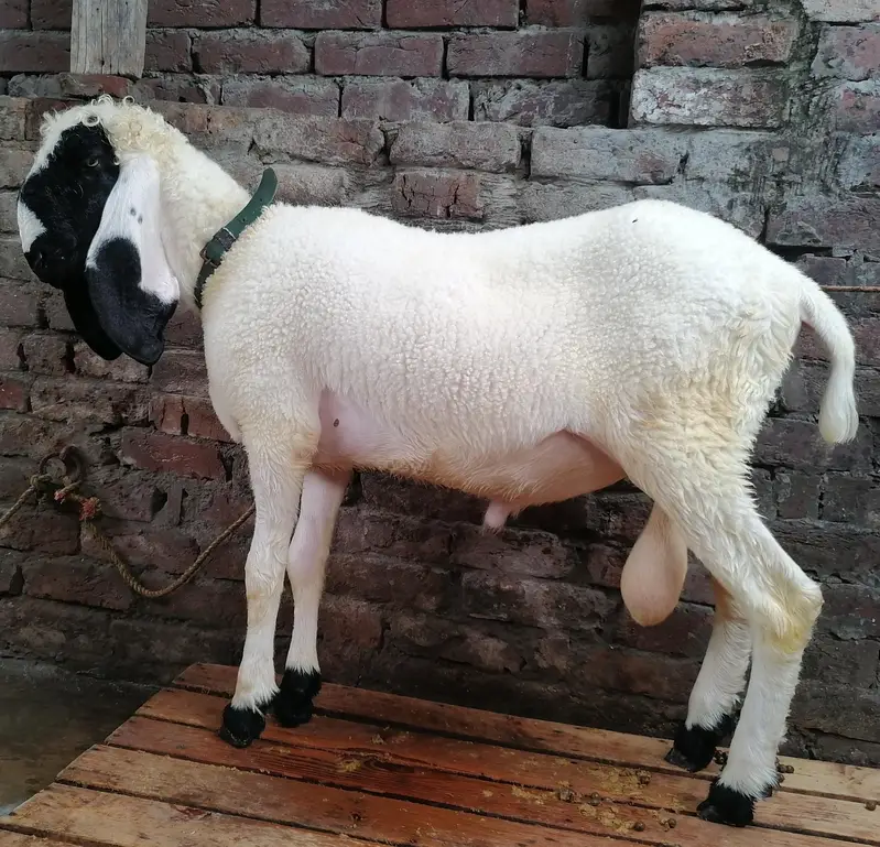 Kajla and desi chatra jori — photo 3