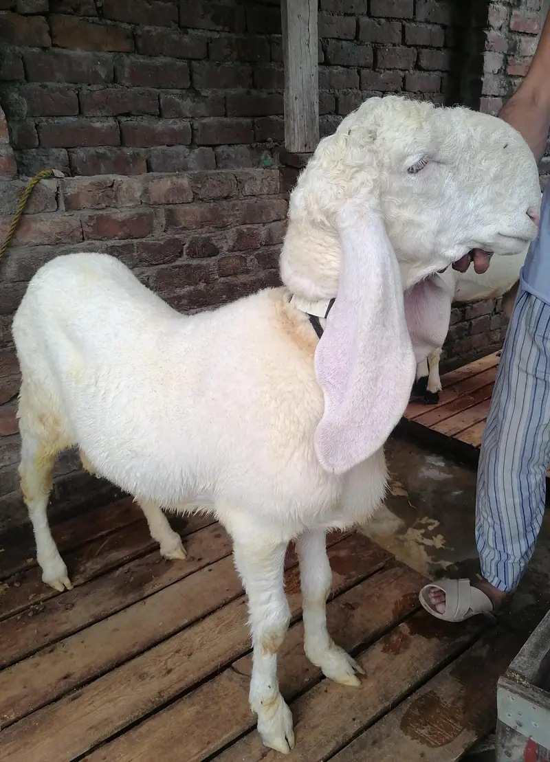 Kajla and desi chatra jori — photo 4