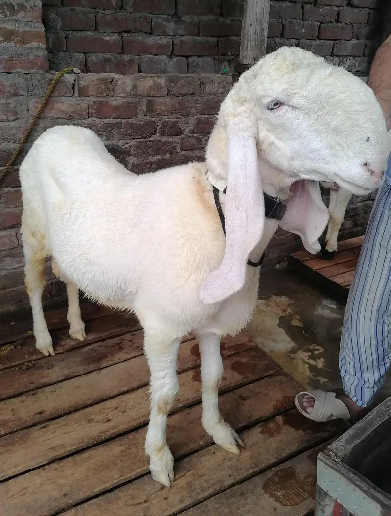 Kajla and desi chatra jori — photo 5