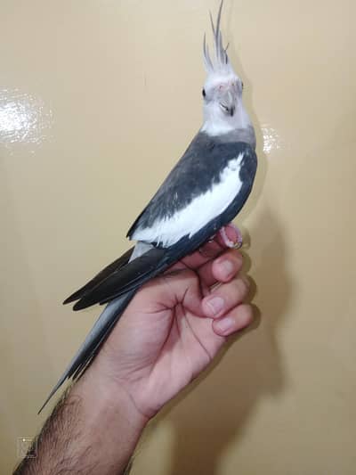 hand tame cocktail
