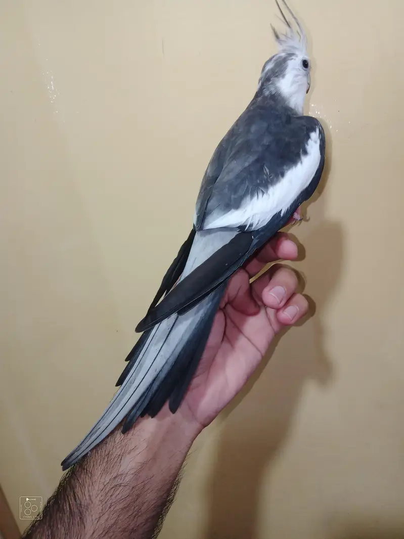 hand tame cocktail — photo 2