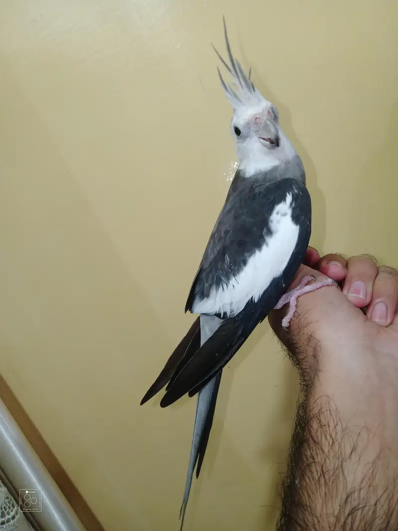 hand tame cocktail — photo 5