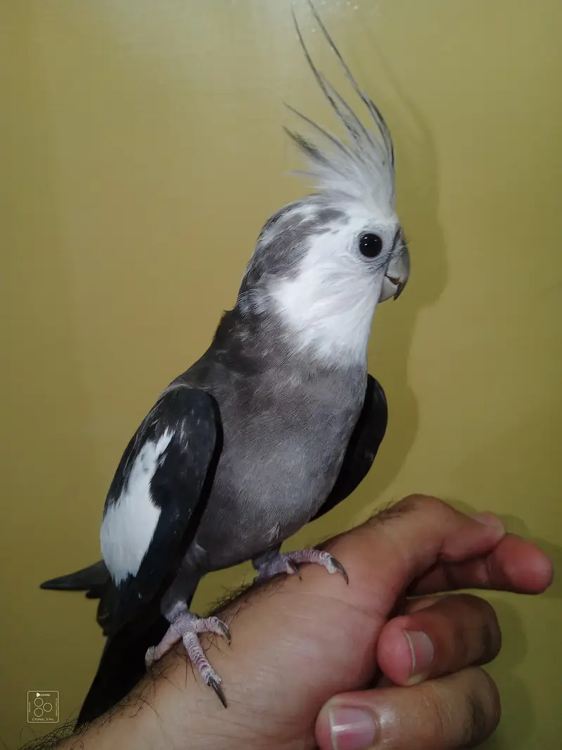 hand tame cocktail — photo 6
