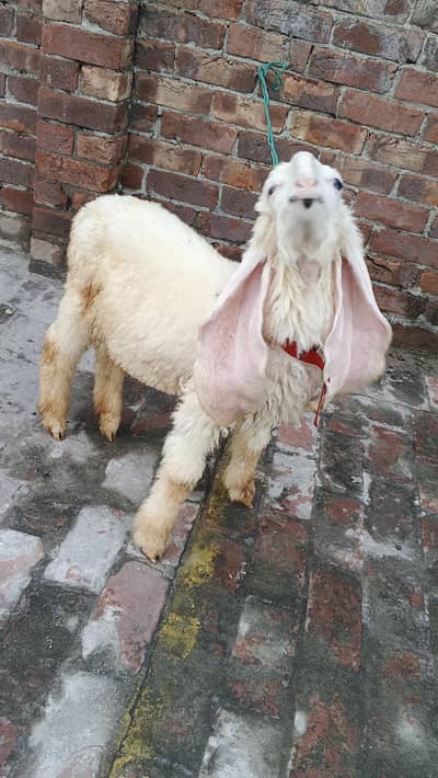 kajla male