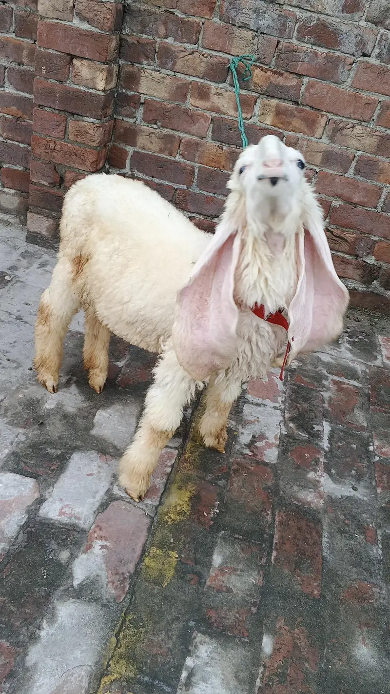 kajla male