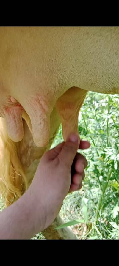 Friesian Cow