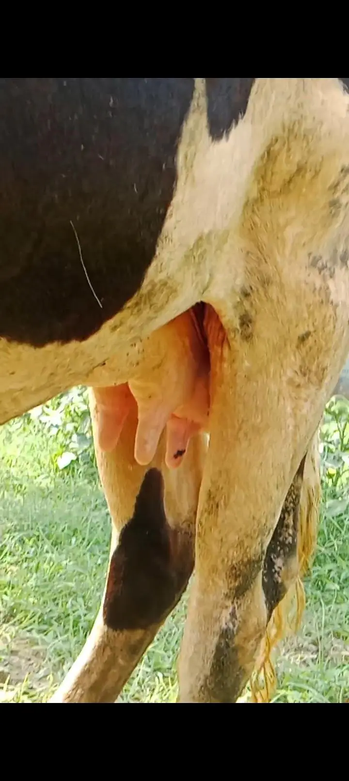 Friesian Cow — photo 2