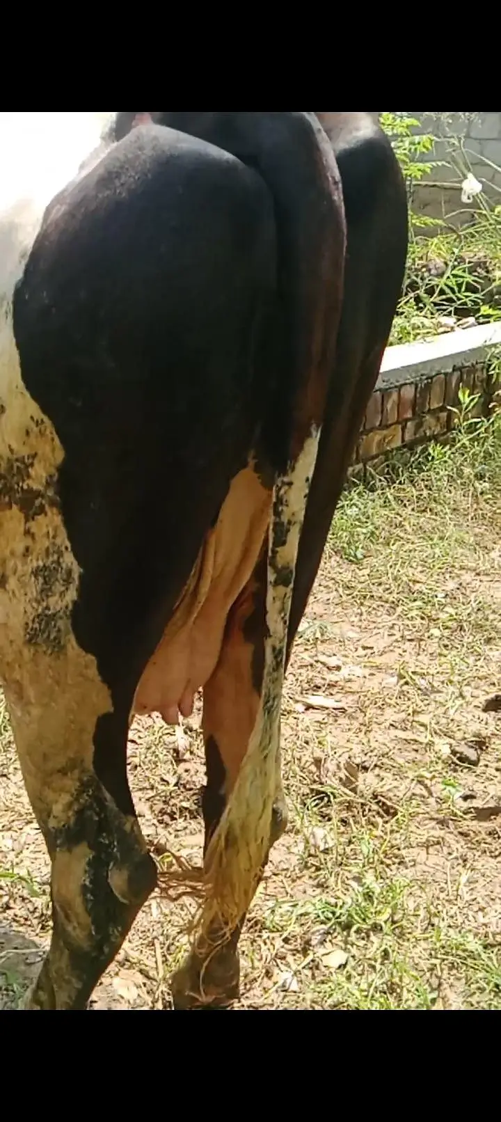 Friesian Cow — photo 3