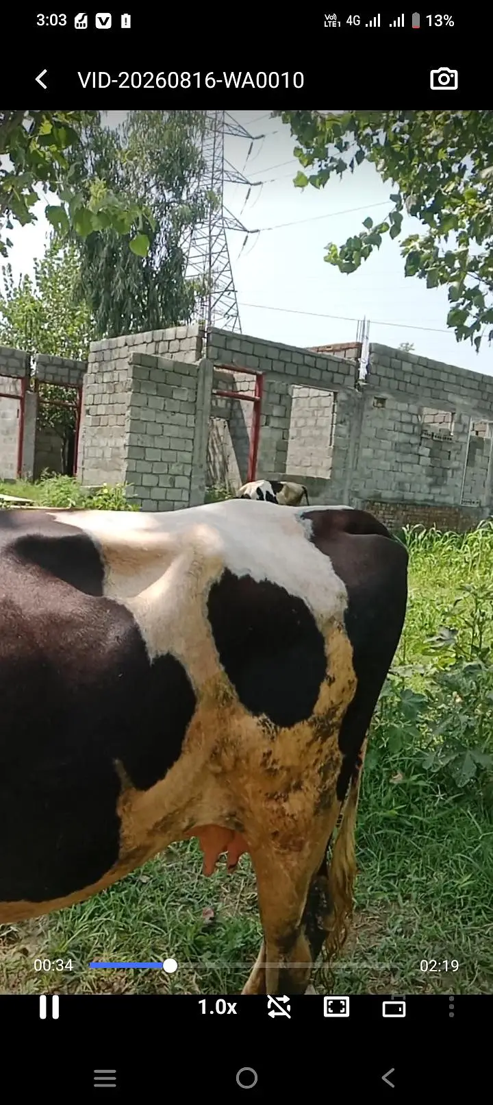 Friesian Cow — photo 4