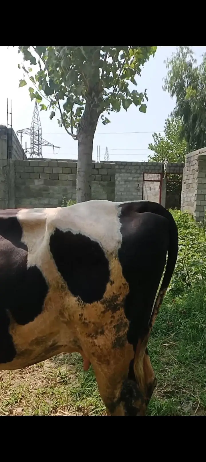 Friesian Cow — photo 5