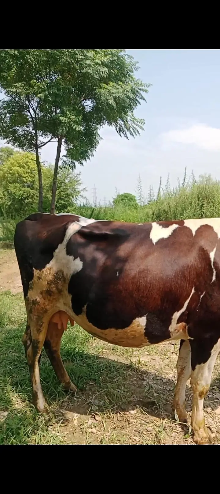 Friesian Cow — photo 6
