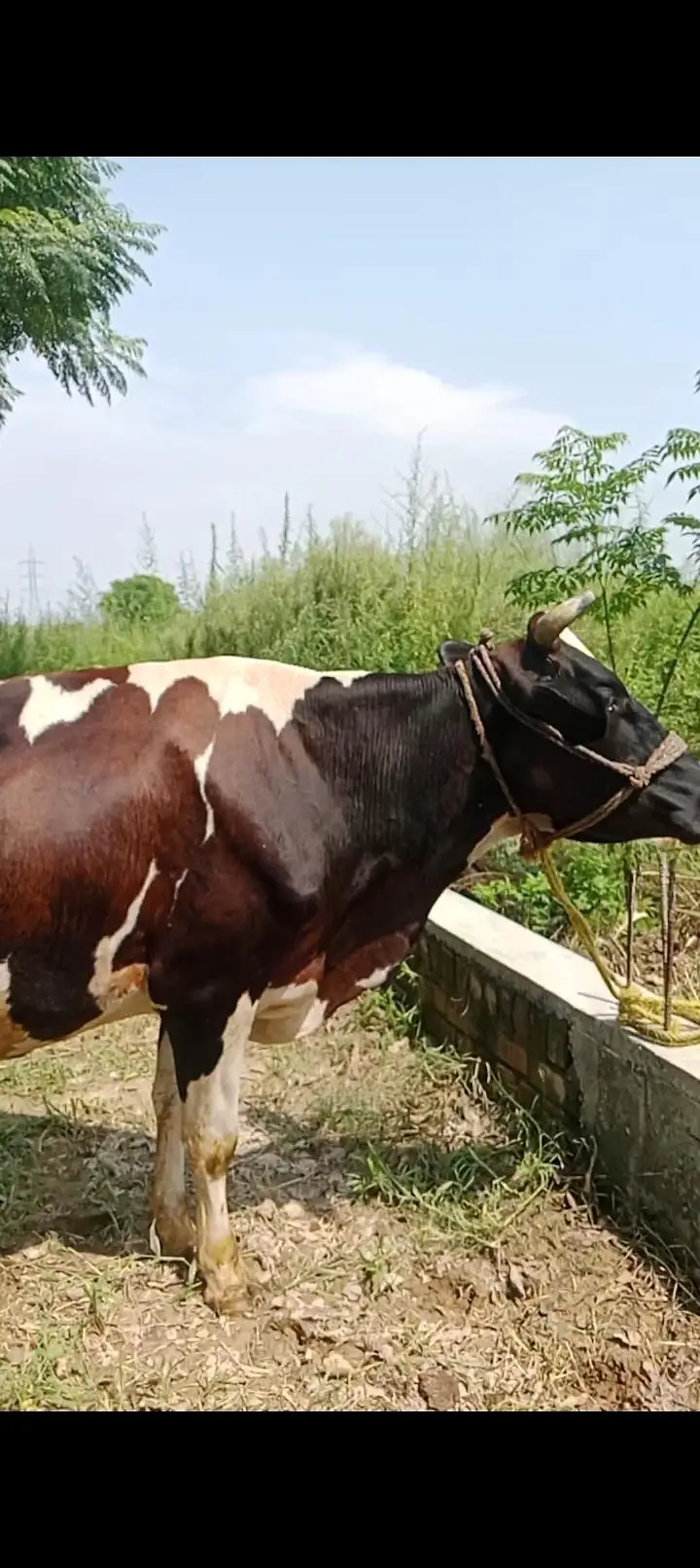 Friesian Cow — photo 7
