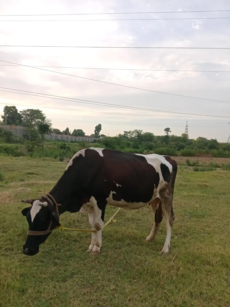 Friesian Cow — photo 8