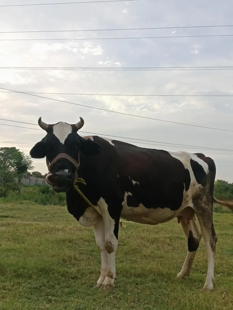 Friesian Cow — photo 9