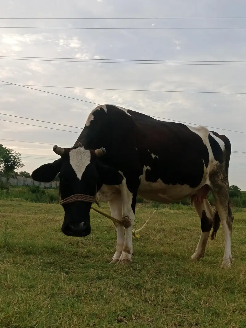 Friesian Cow — photo 10