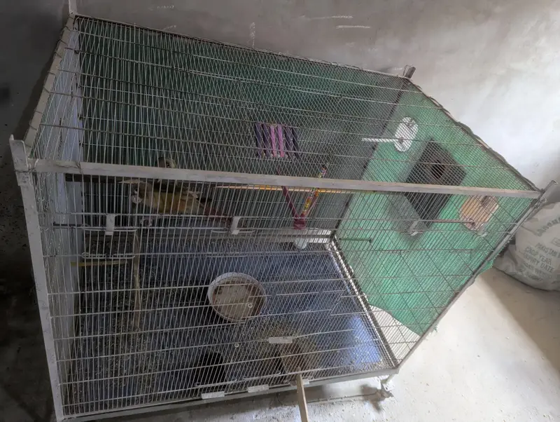 cage , raw , sun conure , pineapple conure , cocktail — photo 2