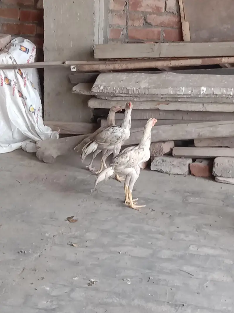 Pakistani aseel — photo 2