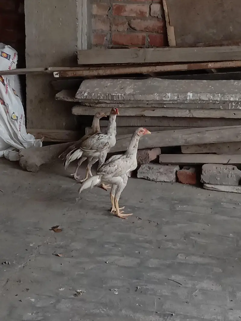 Pakistani aseel — photo 4
