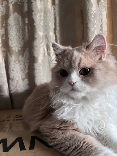 Persian red van triple coat kitten