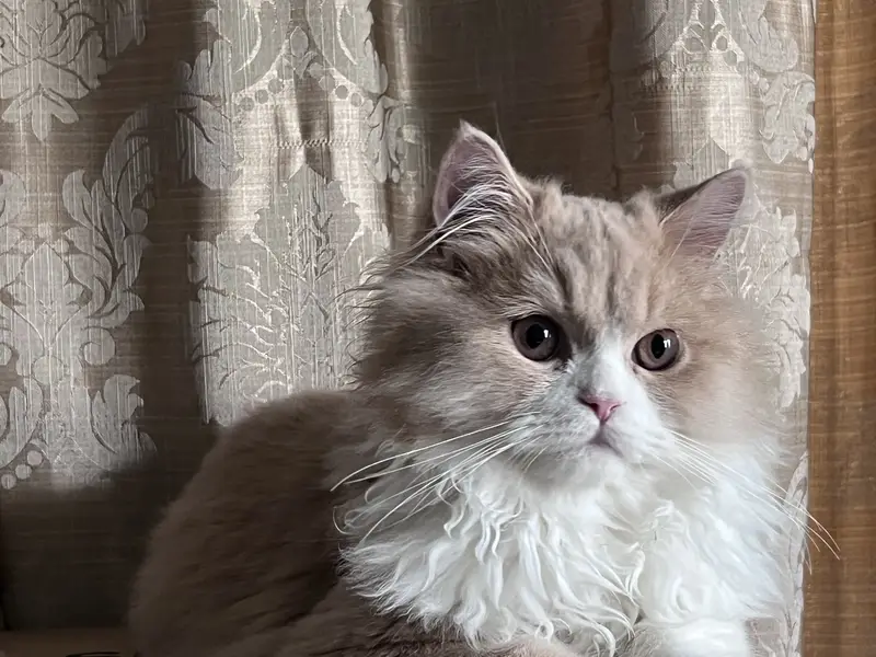 Persian red van triple coat kitten — photo 3