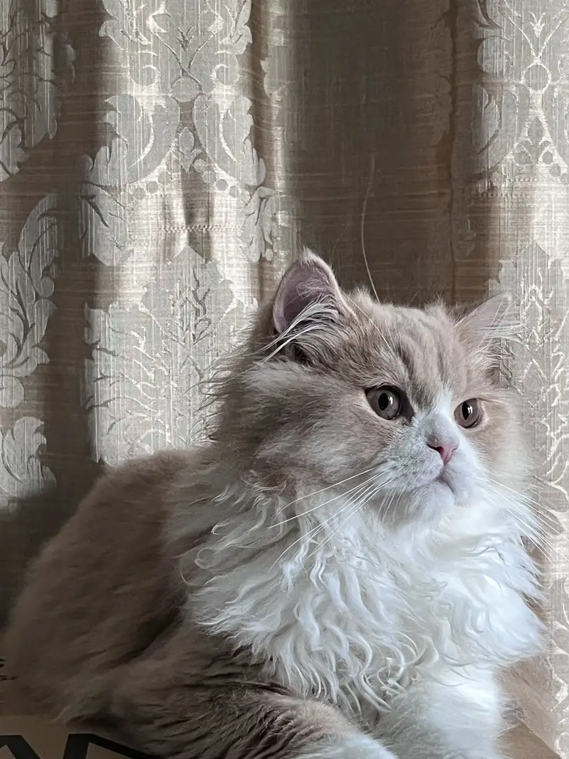 Persian red van triple coat kitten — photo 4