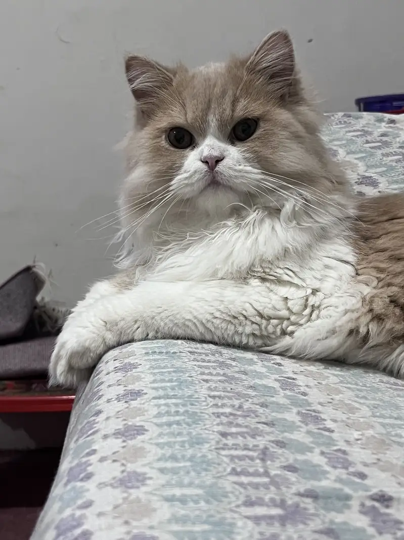 Persian red van triple coat kitten — photo 5