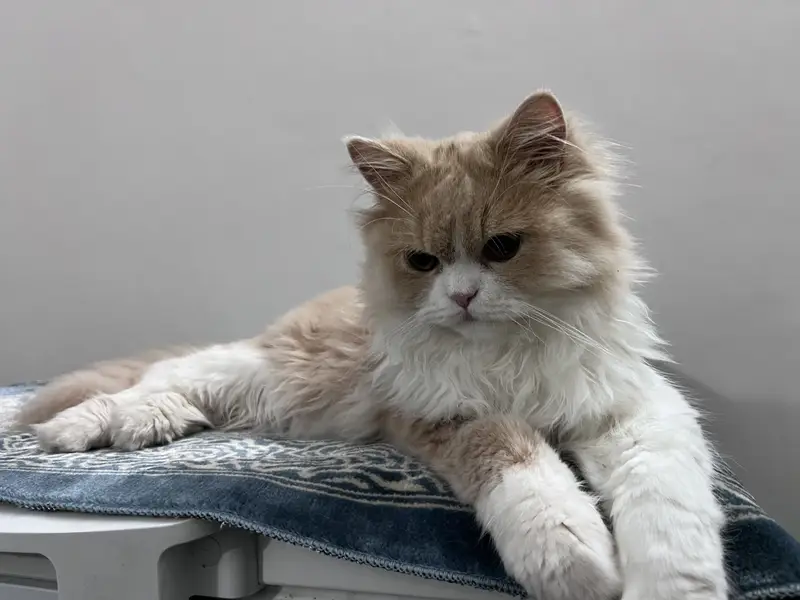 Persian red van triple coat kitten — photo 6