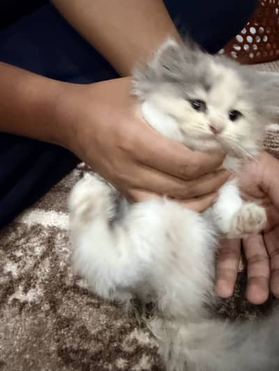 Persian Cat