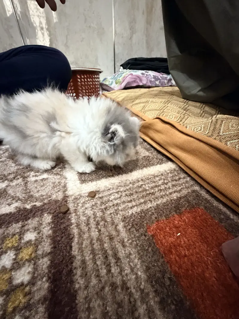 Persian Cat — photo 2