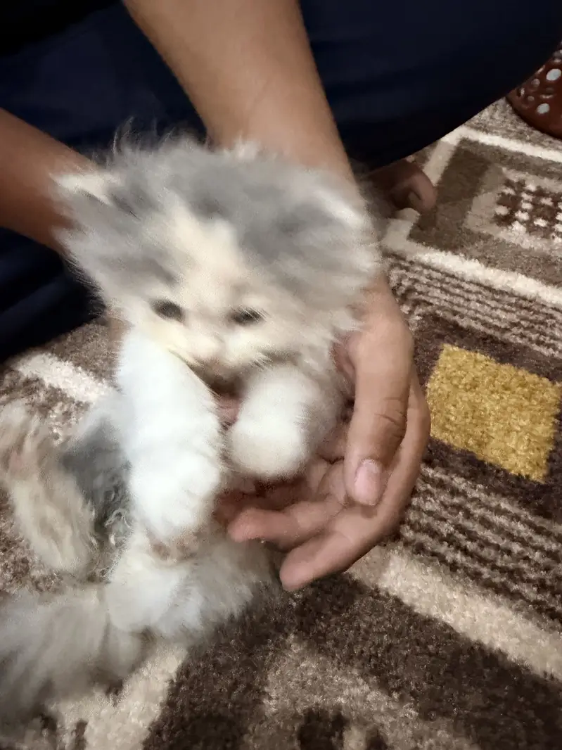 Persian Cat — photo 3