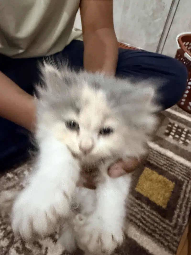 Persian Cat — photo 4