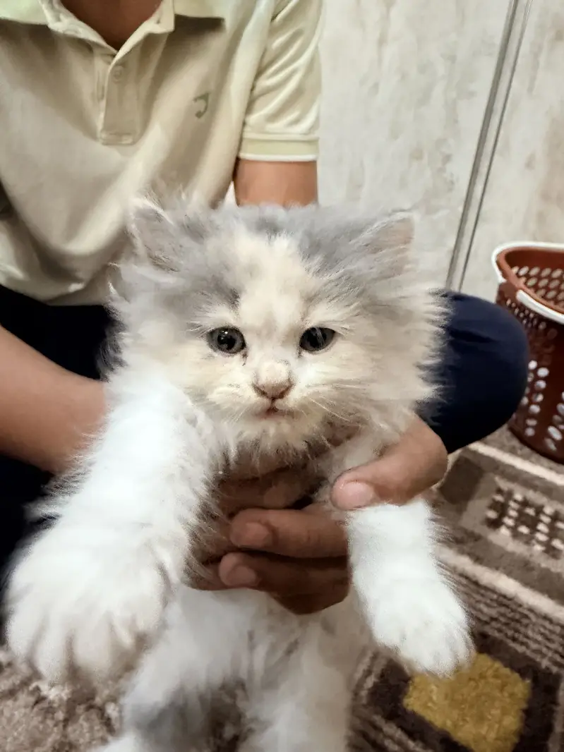 Persian Cat — photo 5