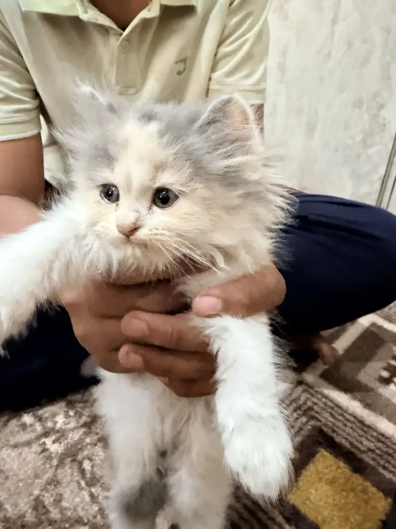 Persian Cat — photo 6