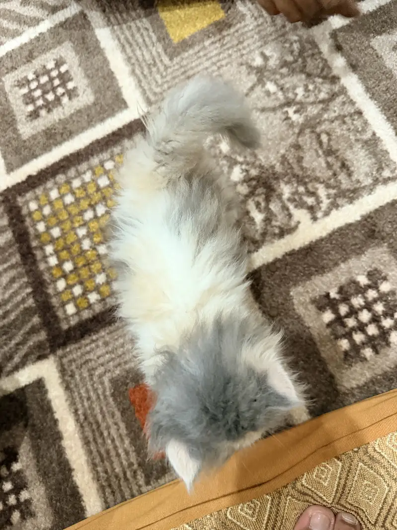 Persian Cat — photo 7
