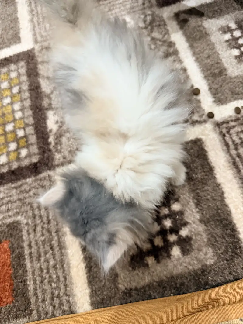 Persian Cat — photo 8