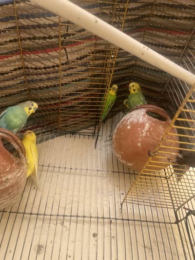 5 Australian parrots