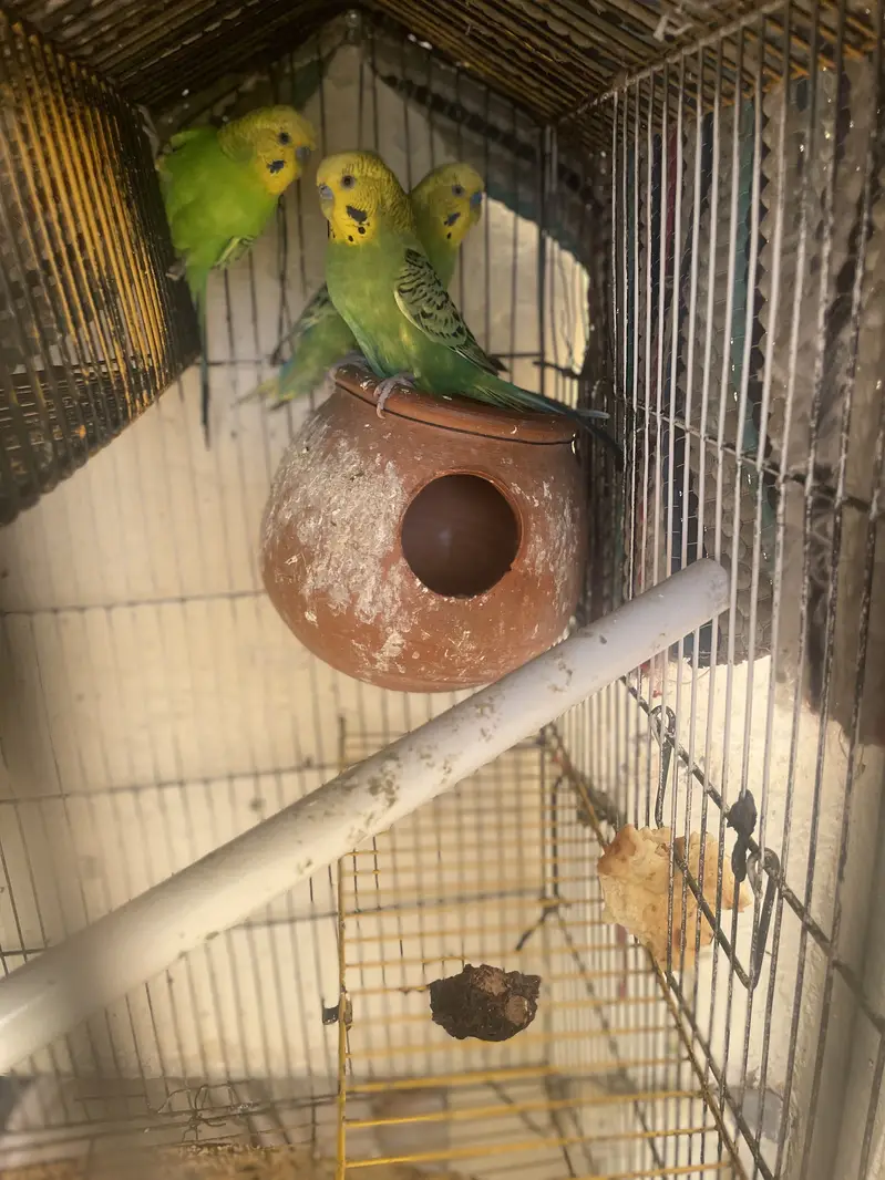 5 Australian parrots — photo 2