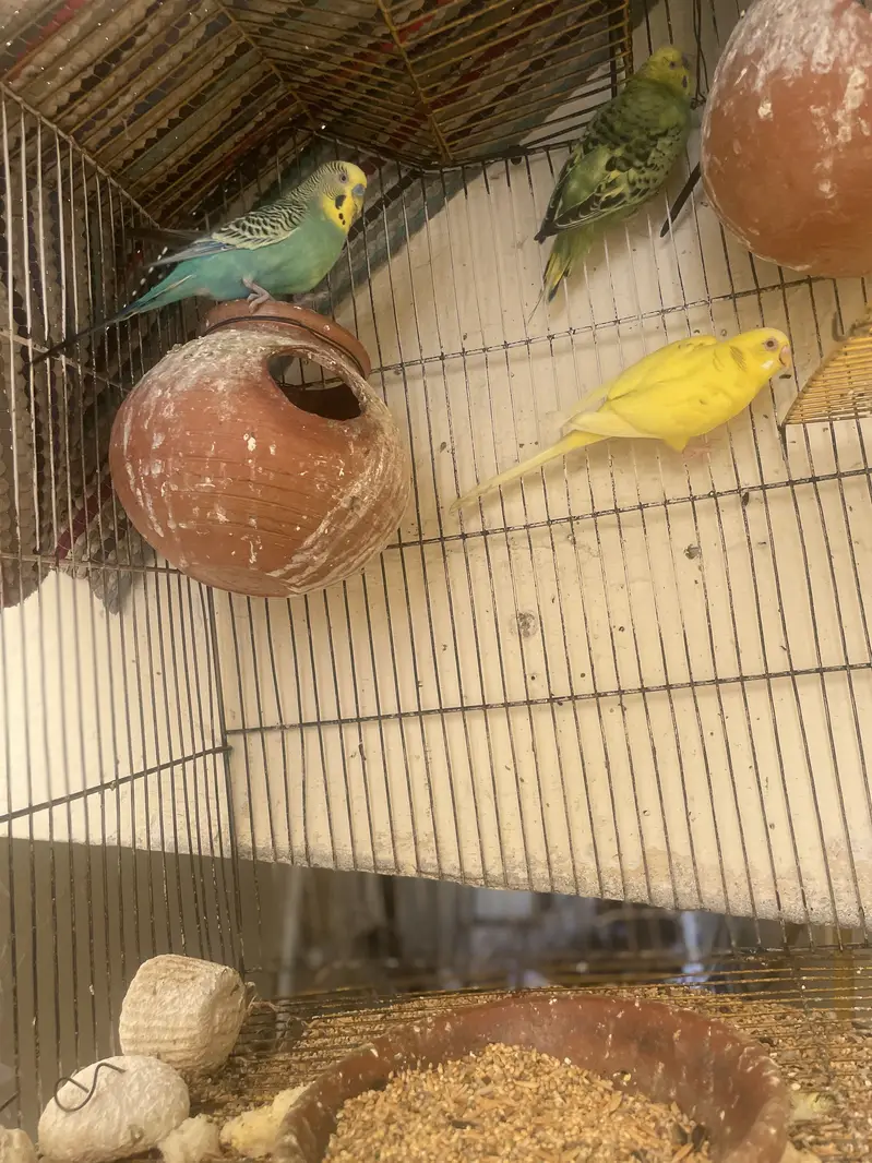 5 Australian parrots — photo 3