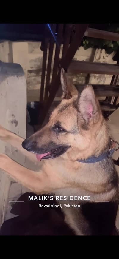 German Shepherd Femal For Sale |GSD| Adult Femlae |GSD|