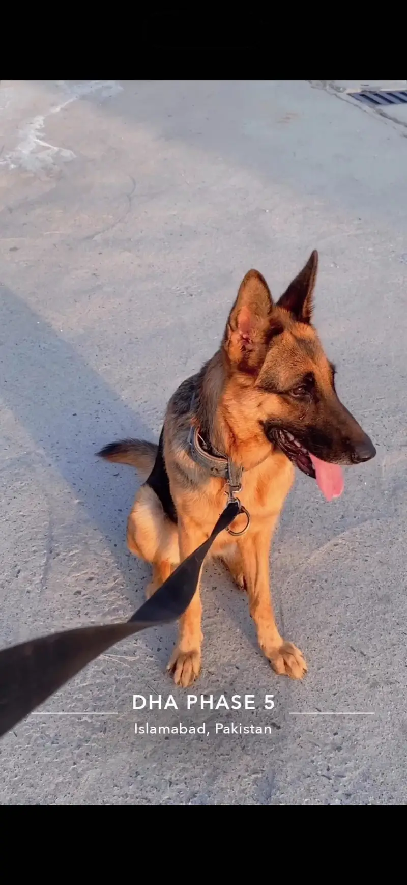 German Shepherd Femal For Sale |GSD| Adult Femlae |GSD| — photo 2