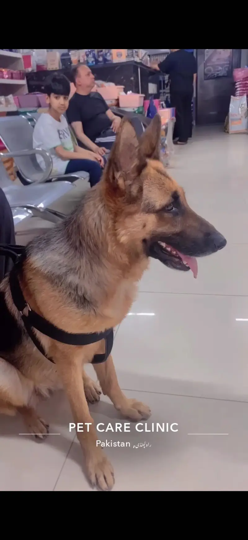 German Shepherd Femal For Sale |GSD| Adult Femlae |GSD| — photo 3