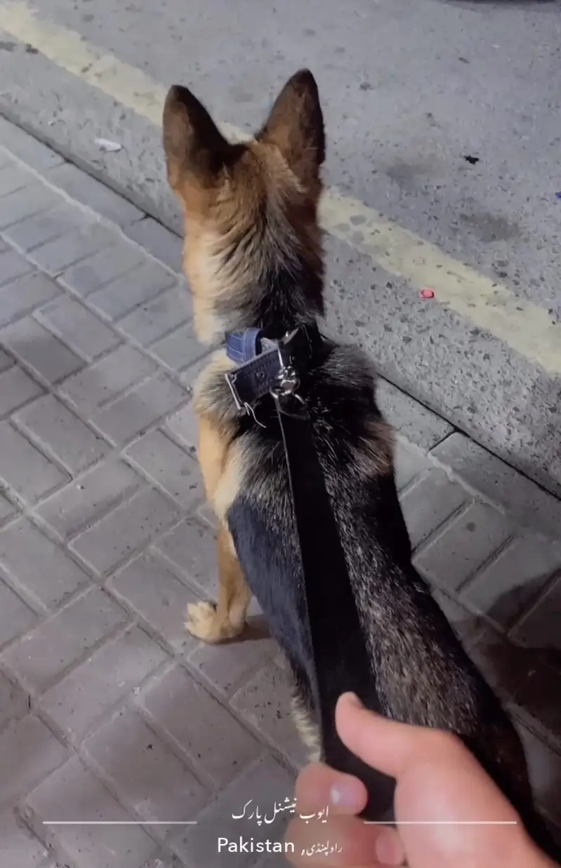 German Shepherd Femal For Sale |GSD| Adult Femlae |GSD| — photo 4
