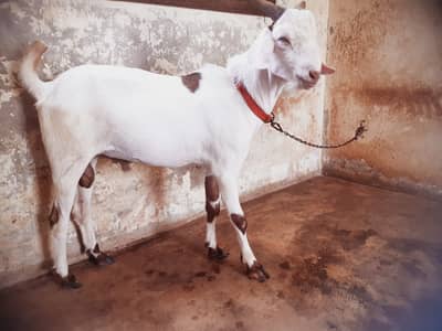 Teddy / Tapra Male Goat Healhty and Active MahshaAllah