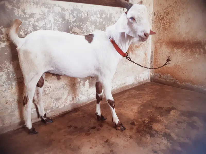 Teddy / Tapra Male Goat Healhty and Active MahshaAllah — photo 2