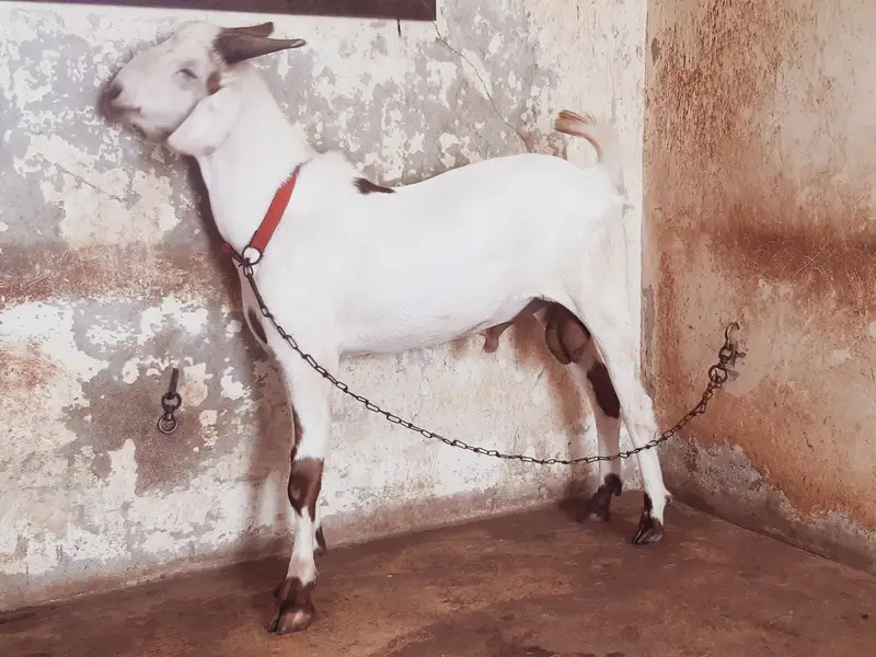 Teddy / Tapra Male Goat Healhty and Active MahshaAllah — photo 5