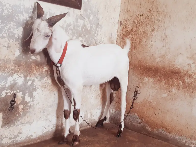 Teddy / Tapra Male Goat Healhty and Active MahshaAllah — photo 3