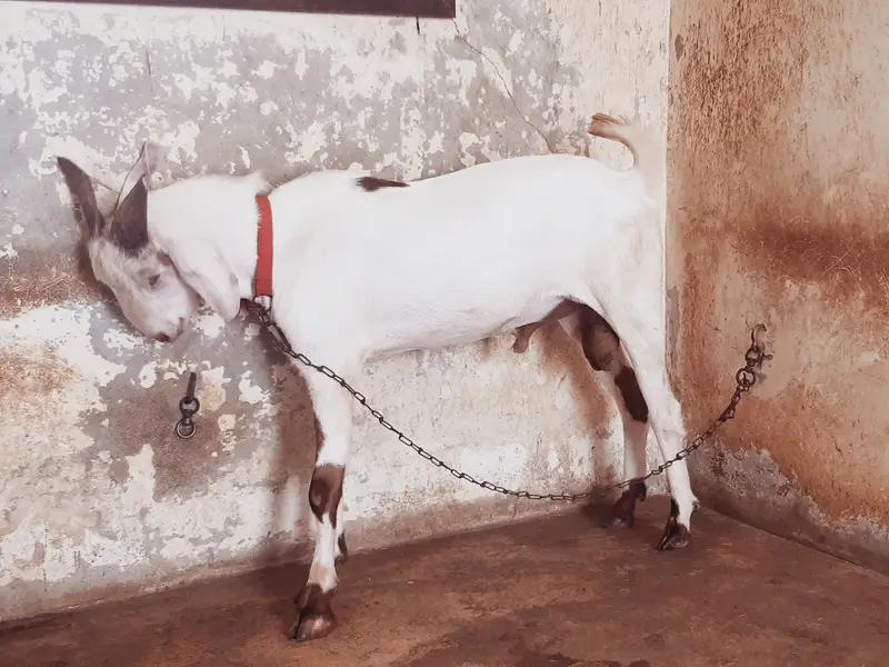 Teddy / Tapra Male Goat Healhty and Active MahshaAllah — photo 4