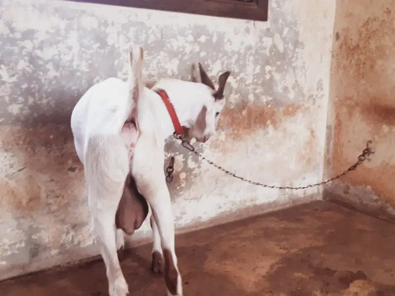 Teddy / Tapra Male Goat Healhty and Active MahshaAllah — photo 7