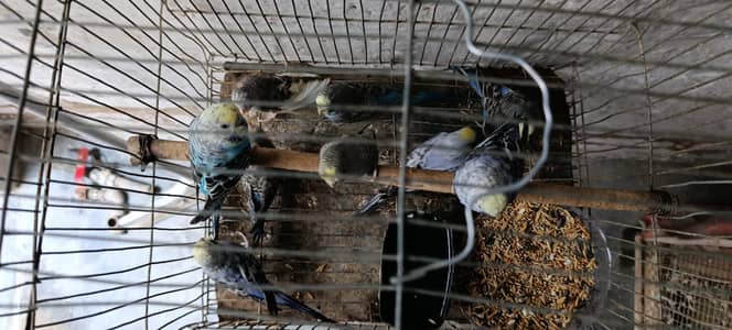 sell Australian parrotss